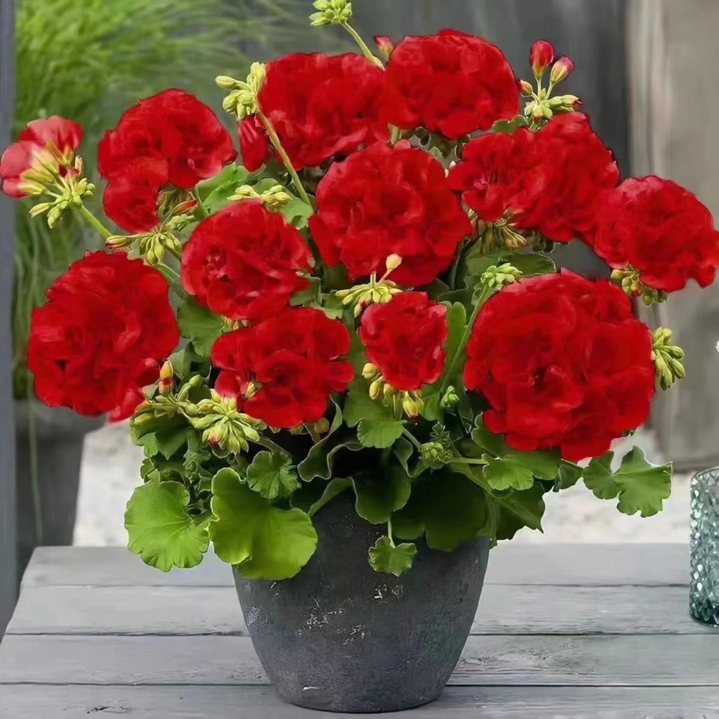 新品大花天竺葵花苗盆栽四季开花不断发货四季花卉庭院阳台