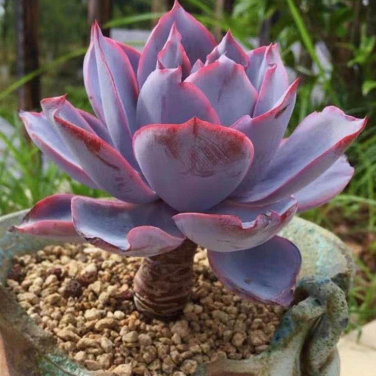 多肉植物 晚霞之舞三仙 广寒宫 晚霞 好养超大肉肉盆栽绿植状态好