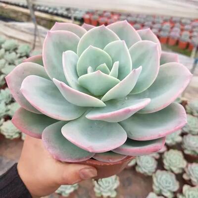 白凤多肉老桩大单头包邮