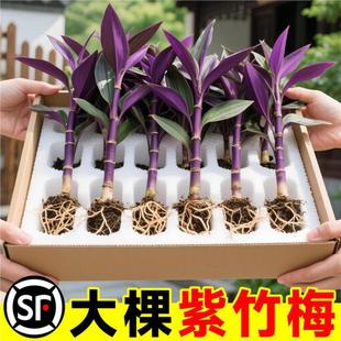 紫竹梅盆栽油画吊兰垂吊彩色植物室内四季好养紫罗兰耐阴绿植花卉