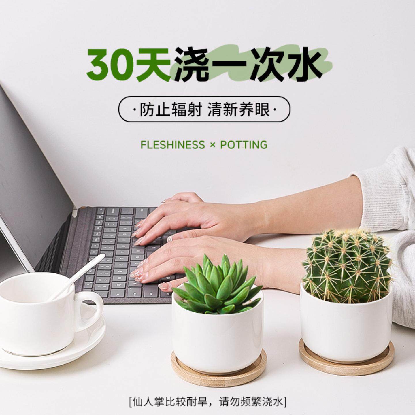 仙人掌盆栽桌面绿植金虎