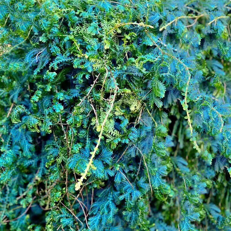 包邮变色龙珊瑚蕨翠云草吊兰藤蔓植物耐阴室内绿植雨林缸厕所盆栽