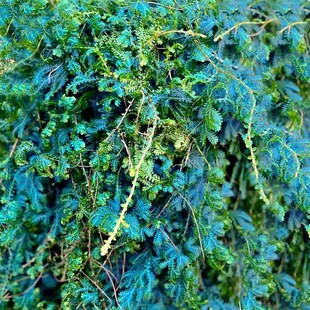 包邮变色龙珊瑚蕨翠云草吊兰藤蔓植物耐阴室内绿植雨林缸厕所盆栽