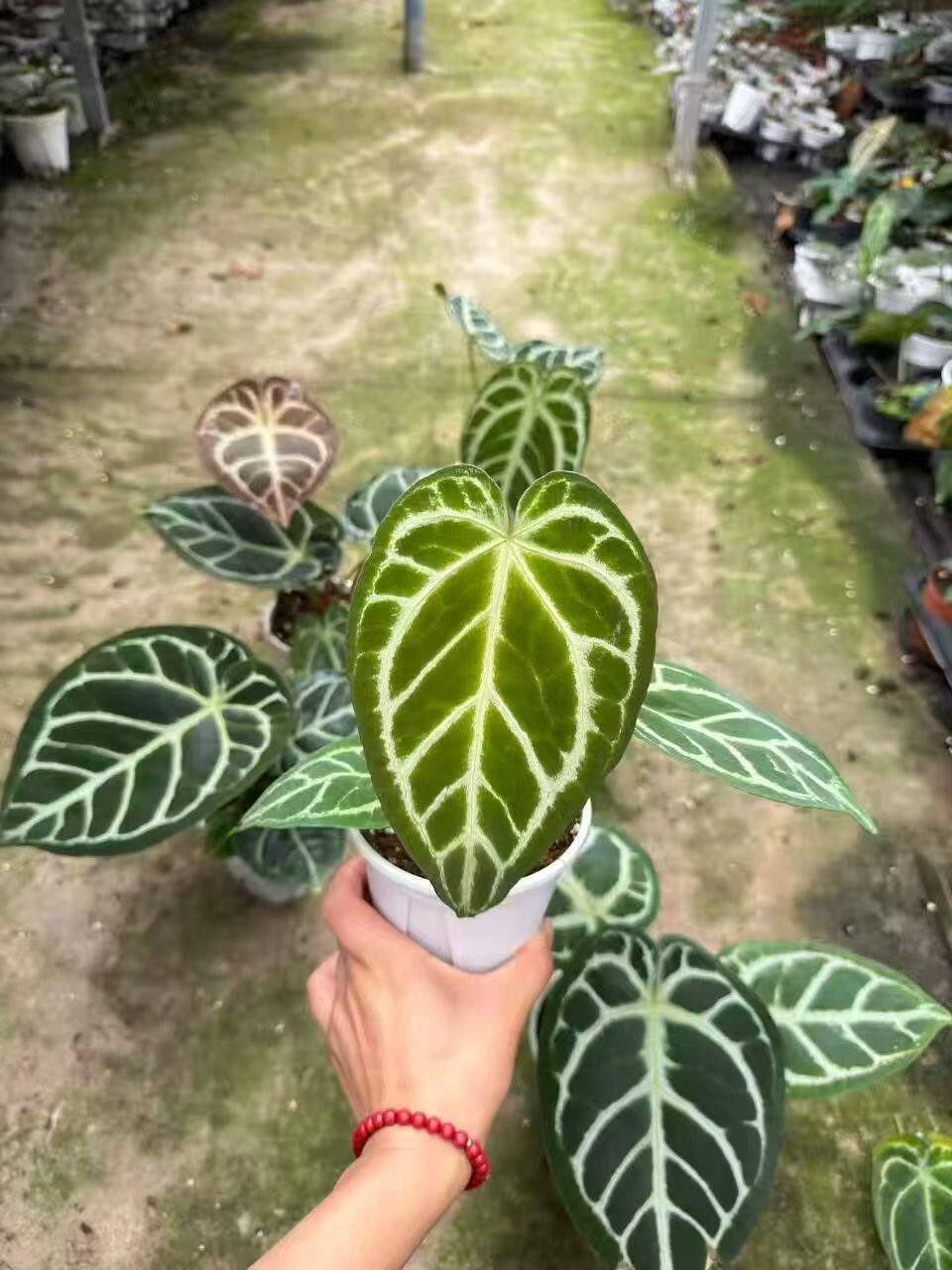 包邮水晶花烛杂中号一盆一株 观赏植物阳台花卉室内绿植热植
