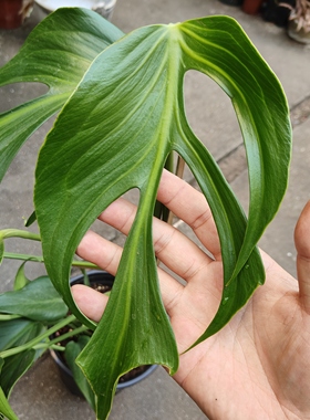 包邮巴西龟背竹火焰龟Monstera Burle MarxFlame室内盆栽藤蔓植物