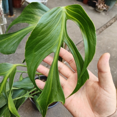 包邮巴西龟背竹火焰龟Monstera Burle MarxFlame室内盆栽藤蔓植物