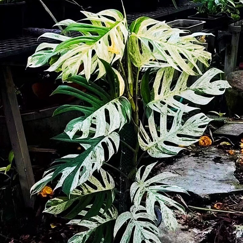 包邮薄荷麒麟尾攀爬垂吊桌面阳台室内网红绿植物盆栽  藤蔓类植物,鲜花速递/花卉仿真/绿植园艺,绿植,淘宝优惠券,粉丝福利购,淘宝优惠卷