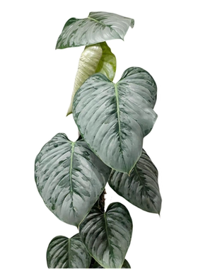 包邮索迪罗蔓绿绒银灰色调高级感观叶热植网红绿植室内绿植大叶片