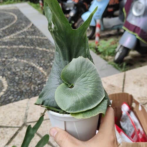 包邮女王鹿角蕨侏儒卷叶女王室内绿植客厅玄关植物阳台女王上板