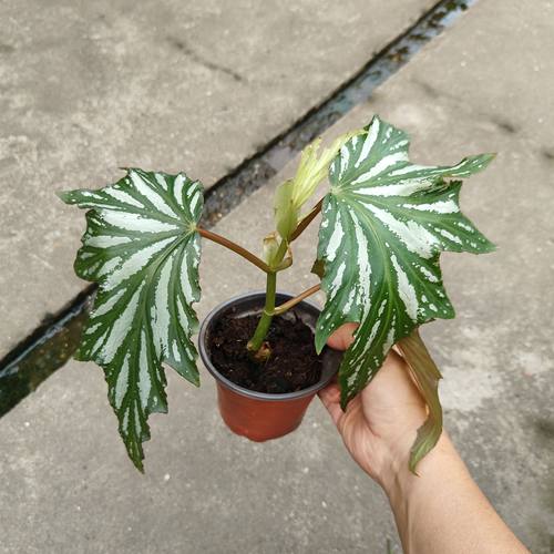 3个起包邮乌头杂秋海棠ins风室内绿植盆栽办公桌植物竹节类秋海棠