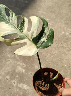 包邮日本白锦龟背竹客厅绿植室内植物大叶植物藤蔓类植物黄龟白龟