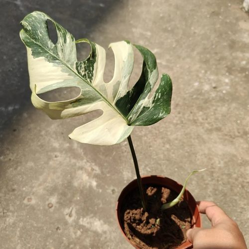 包邮日本白锦龟背竹客厅