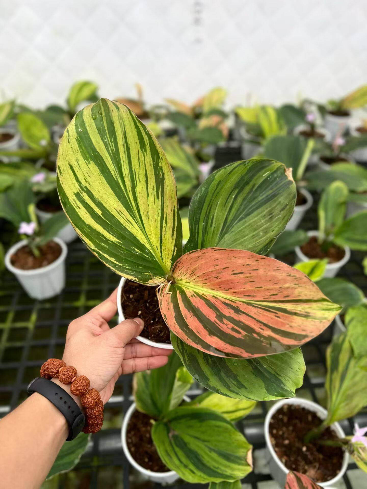 包邮 孔雀姜锦锦化植物室内植物阳台花卉热植庭院植物室外植物