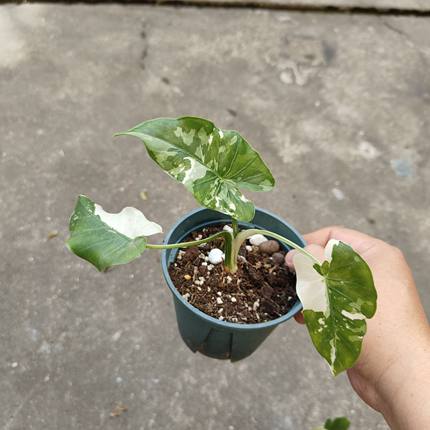 包邮冲绳银海芋Alocasia odora Okinawa Silver阳台花卉室内绿植