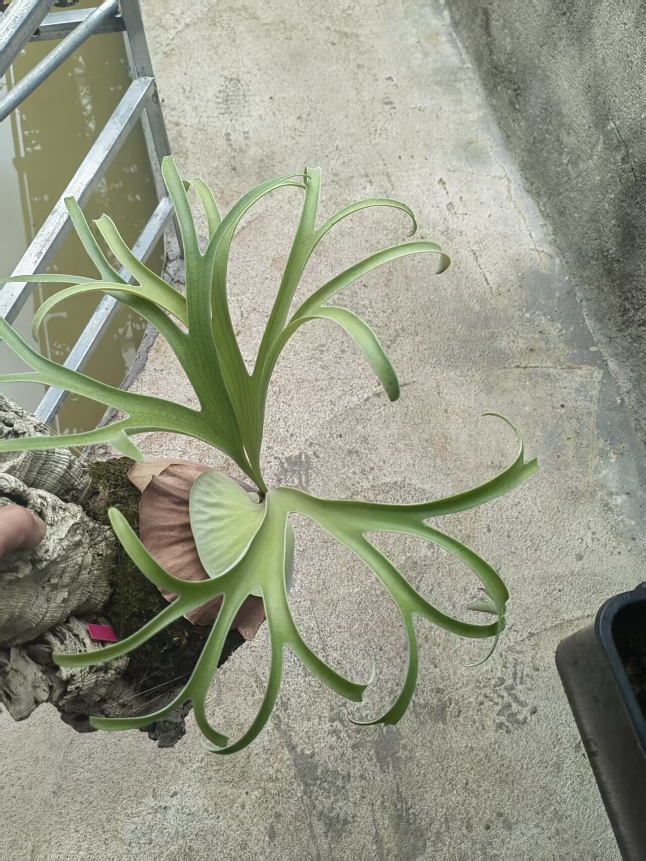 包邮马园非园鹿角蕨圆盾鹿角蕨室内绿植客厅悬挂入门级鹿角蕨