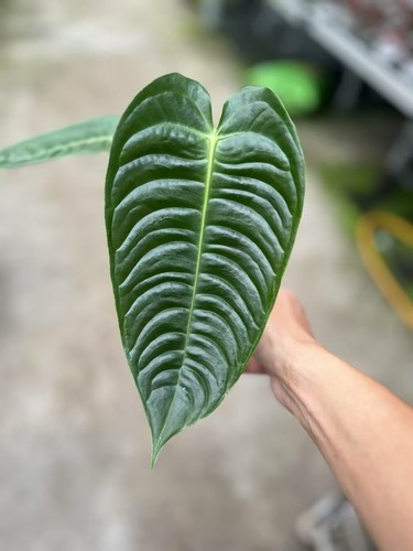 包邮火鹤王花烛Anthurium veitchii大叶片室内绿植观赏热植火鹤后