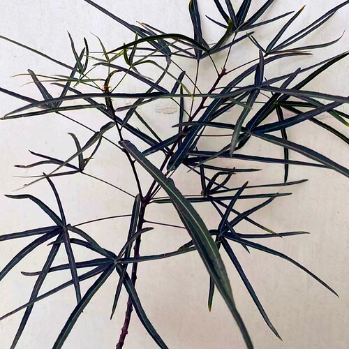室内耐旱盆栽观赏植物绿植耐阴