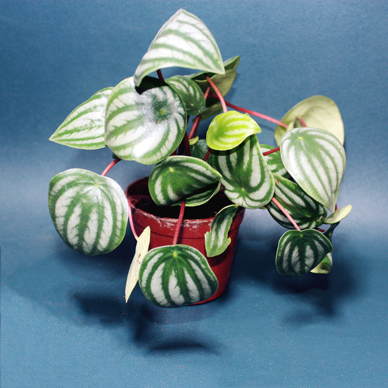 西瓜皮椒草室内美观便宜养护简单