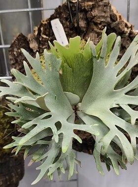 包邮侏儒玉女鹿角蕨细菌Omg亚猴绿植壁挂室内客厅装饰小型鹿角蕨