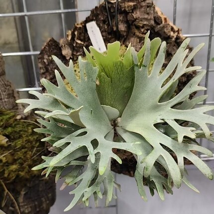 包邮侏儒玉女鹿角蕨细菌Omg亚猴绿植壁挂室内客厅装饰小型鹿角蕨