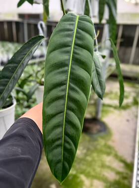 包邮PP蔓绿绒天南星科长叶片下垂桌面客厅美观室内绿植观赏植物pp