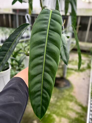 包邮PP蔓绿绒天南星科长叶片下垂桌面客厅美观室内绿植观赏植物pp