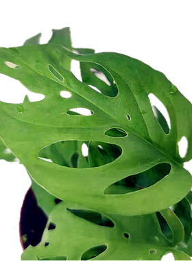 包邮米歇尔巨洞龟背竹Monstera adansonii绿植盆栽芝士奶酪植物