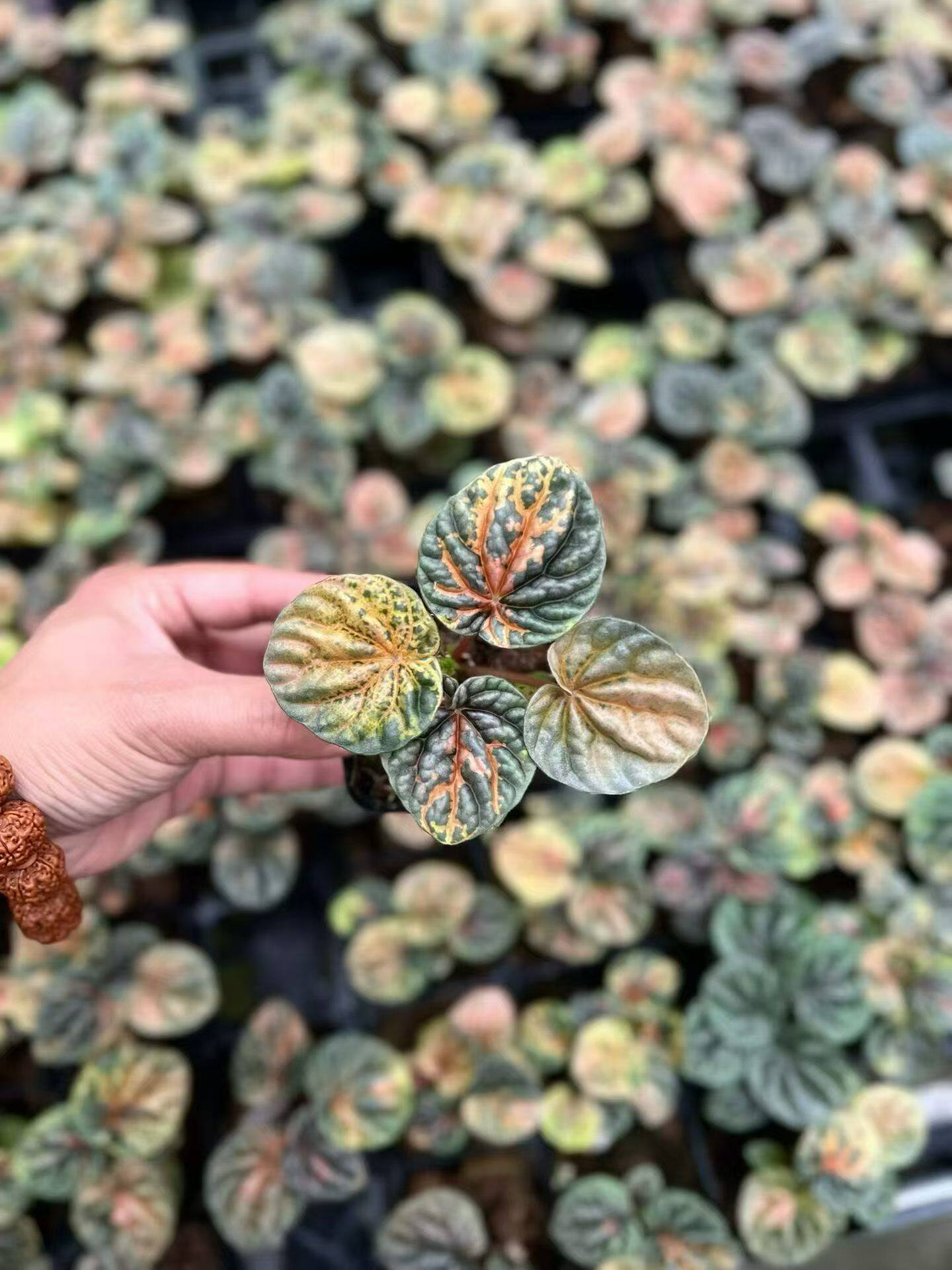 包邮qq糖椒草锦矮小丛生小盆栽桌面绿植锦化椒草热植观赏植物