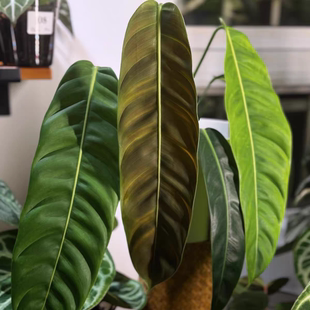 包邮PP蔓绿绒天南星科长叶片下垂桌面客厅美观室内绿植观赏植物pp