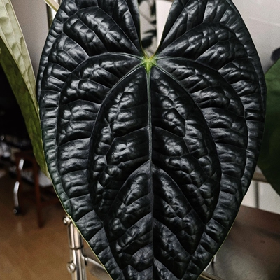 包邮奢华花烛Anthurium luxurians室内绿植盆栽热植大叶观赏植物
