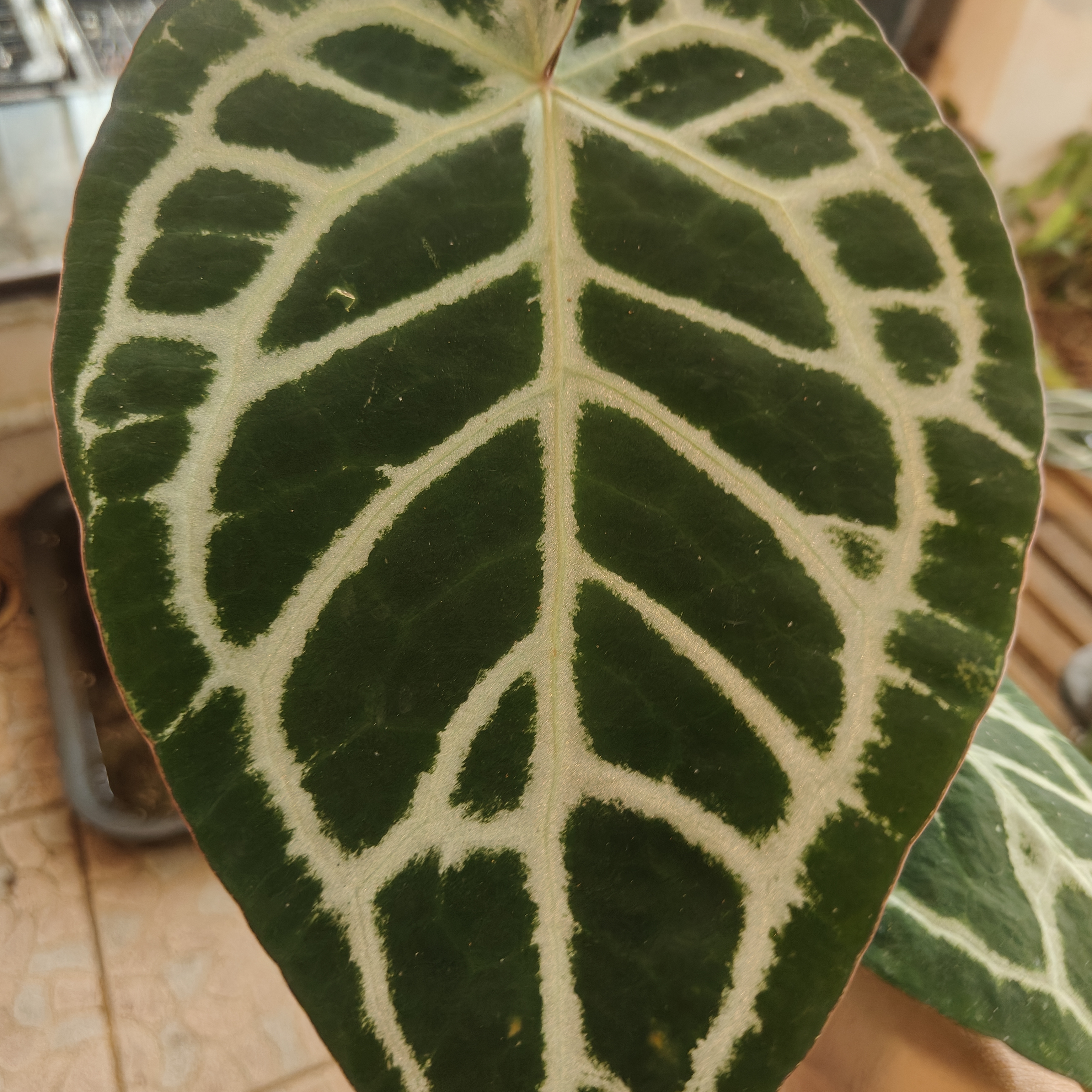 包邮粗脉水晶花烛大叶室内懒人植物桌面摆放阳台花卉热植简单好养