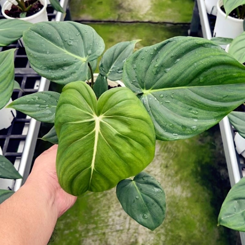观赏植物大叶片室内绿植蔓绿绒