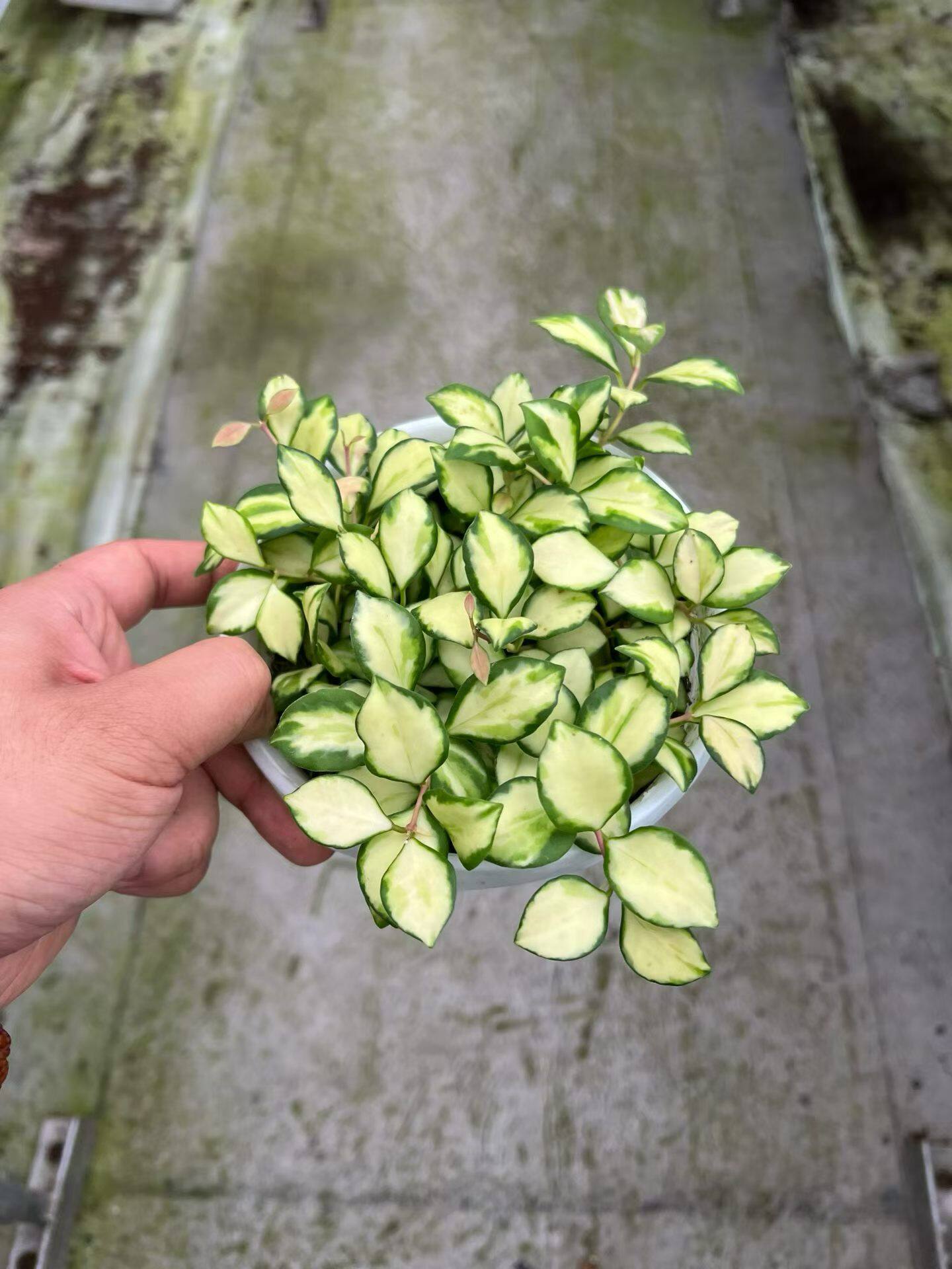 包邮休斯科尔内锦球兰藤蔓植物阳台花卉室内绿植垂吊开花修内球兰