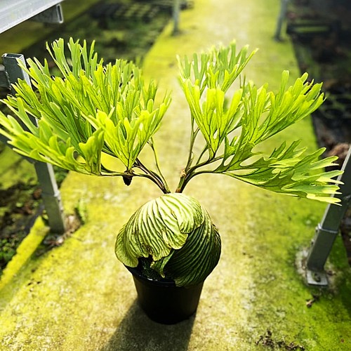 包邮亚洲猴脑鹿角蕨中号一株室内绿植客厅玄关植物阳台花卉