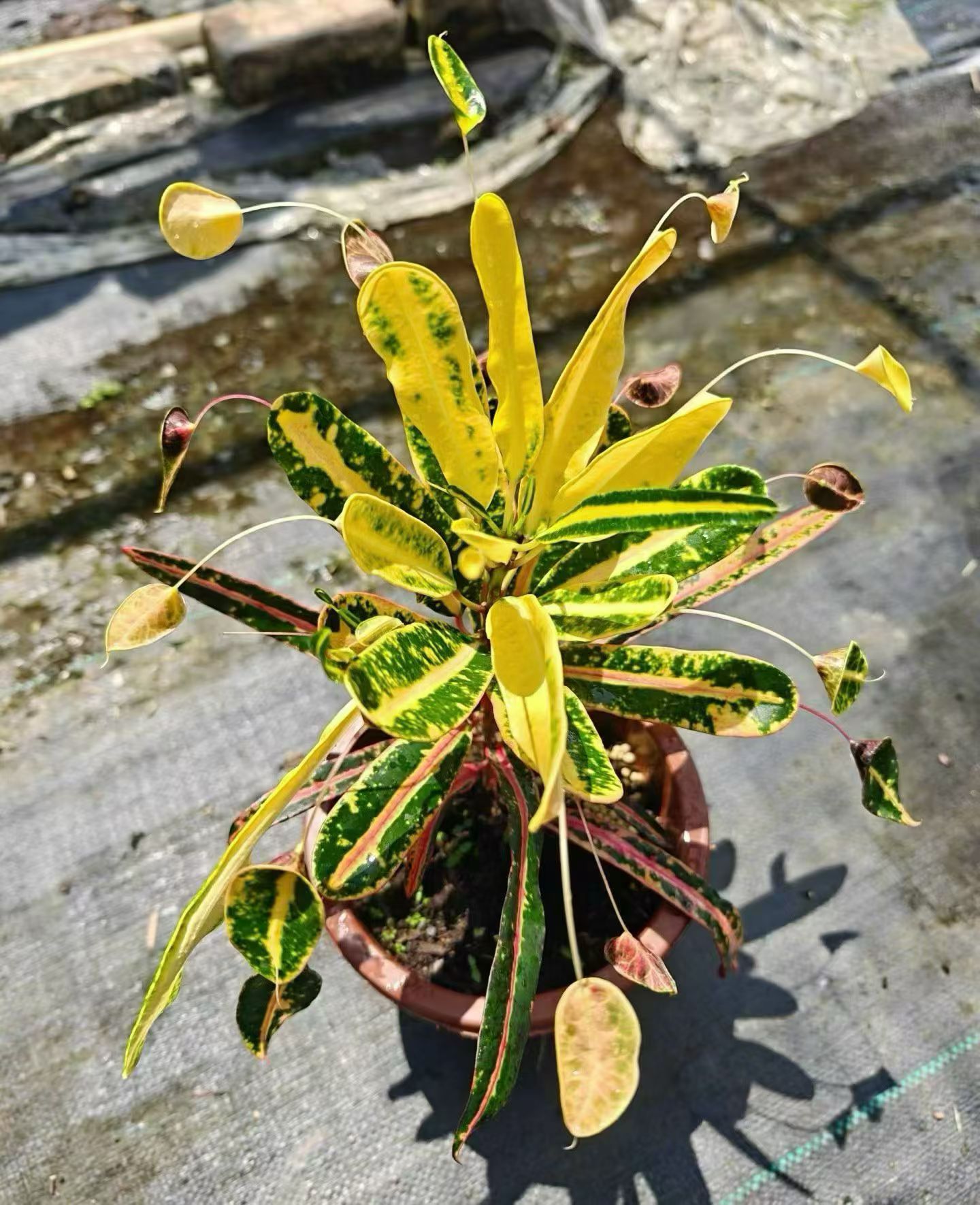 包邮枫斗变叶木蜂腰变叶木室内桌面盆栽小众趣味盆栽观叶好养图片
