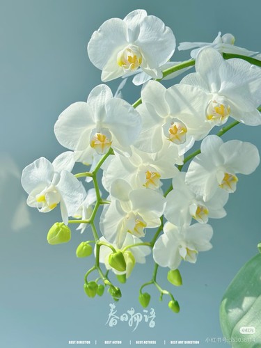 蝴蝶兰阿玛白色系精致组盆开花株室内绿植养兰好养年宵花兰花植物