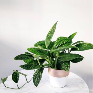 泰国绿萝墨西哥秘鲁皱叶龟背竹绿植盆栽室内净化空气吸甲醛爬藤好