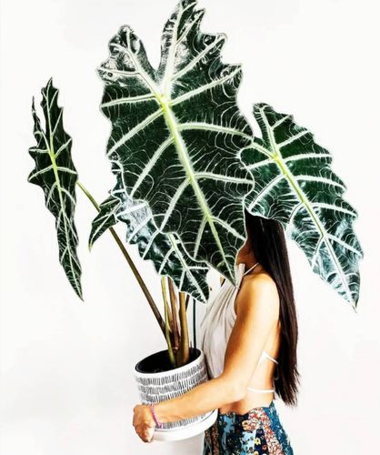 大仙女海芋非洲面具小仙女ins欧美风室内绿植盆栽黑叶观音莲竹芋