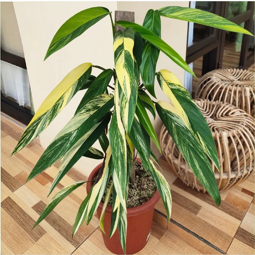 放大器麒麟尾锦化蔓绿绒海芋龟背竹天南星科热植室内观叶盆栽绿植