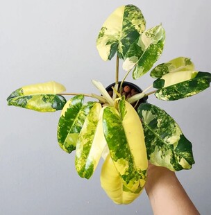伯乐锦蔓绿绒锦化植物爬藤Philodendron Burle Marx Albo进口热植