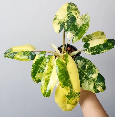 伯乐锦蔓绿绒锦化植物爬藤