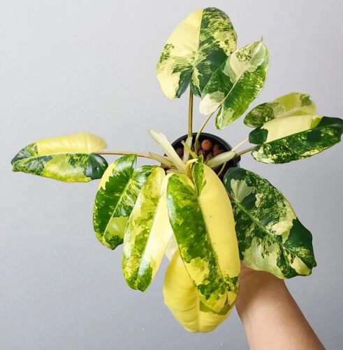 伯乐锦蔓绿绒锦化植物爬藤
