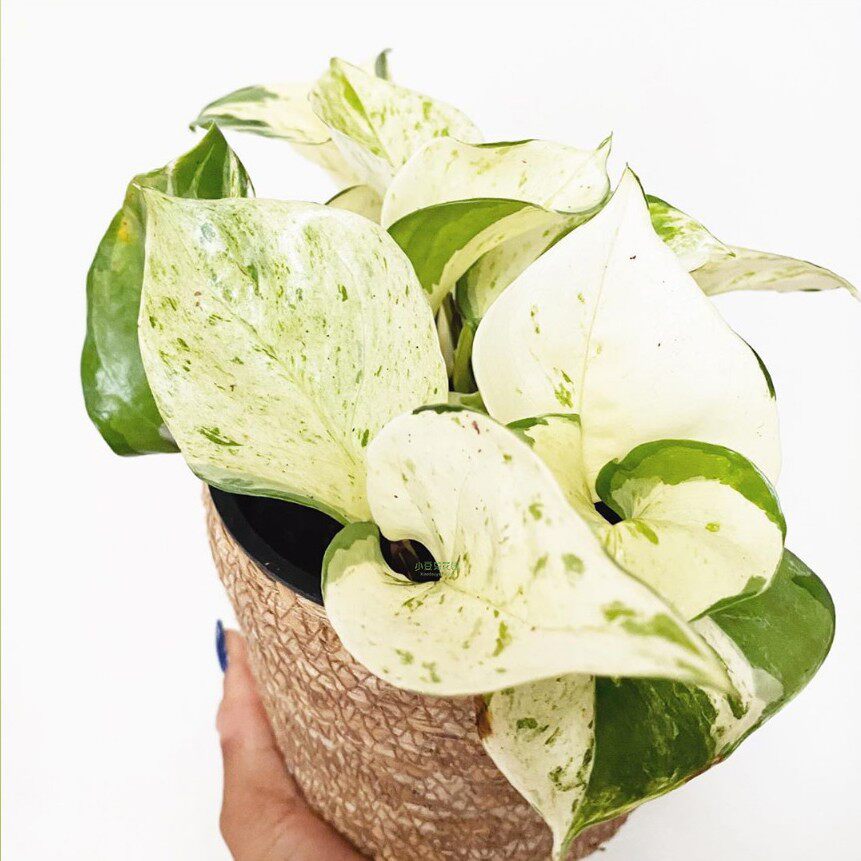 快乐叶子happy leaf 锦叶油画绿萝稀有品种荷兰原盆进口苗ins风