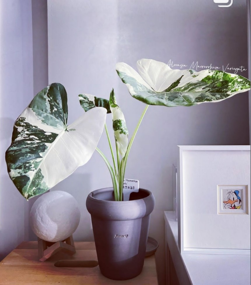 alocasia odora okinawa silver松染海芋日本冲绳银海芋锦化植物-封面