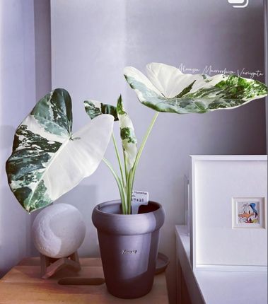 alocasia odora okinawa silver松染海芋日本冲绳银海芋锦化植物