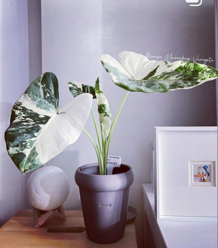 日本进口冲绳银海芋锦化植物