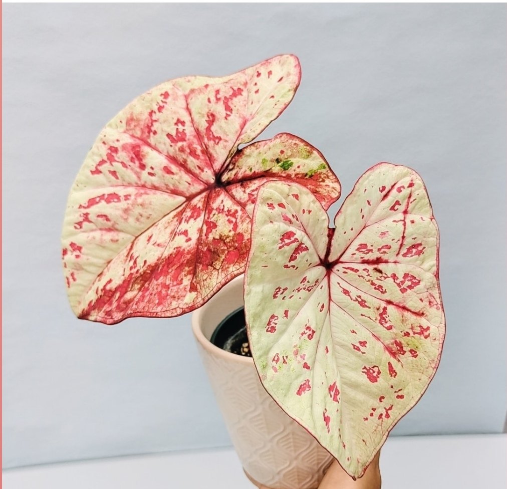 米兰少女之心粉色泡泡彩叶芋盆栽白色恋人阳台好养锦化彩叶芋,鲜花速递/花卉仿真/绿植园艺,海芋,淘宝优惠券,粉丝福利购,淘宝优惠卷