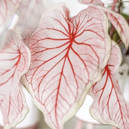 佛罗里达甜心思乐彩叶芋海王莫妮卡花镜阳台室外庭院五彩芋植物