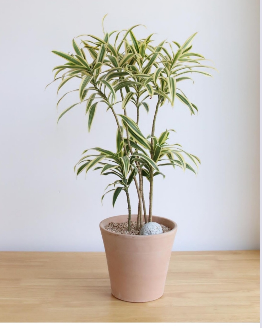 金边百合竹盆栽植物龙血树室内客厅北欧风造型绿植净化空气大植物