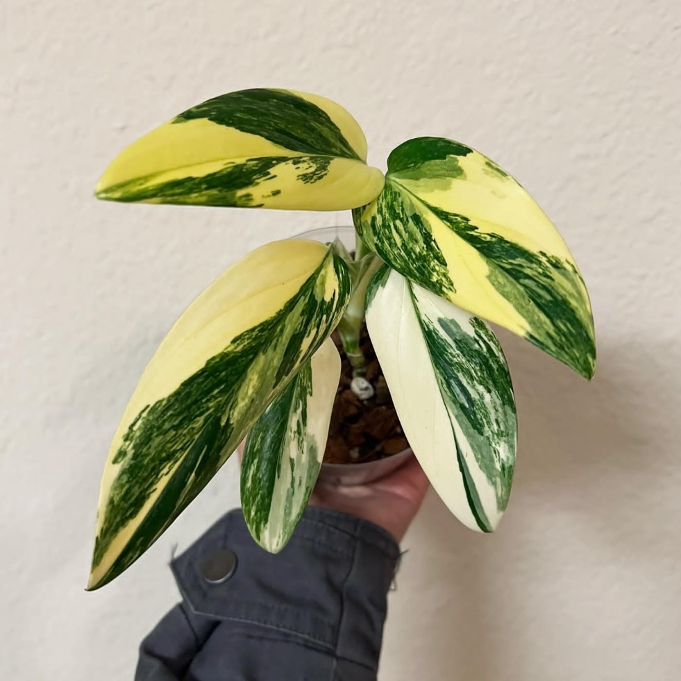 史丹利龟背锦斯坦利龟背竹网红室内锦叶热带植物锦宿雾蓝蔓绿绒
